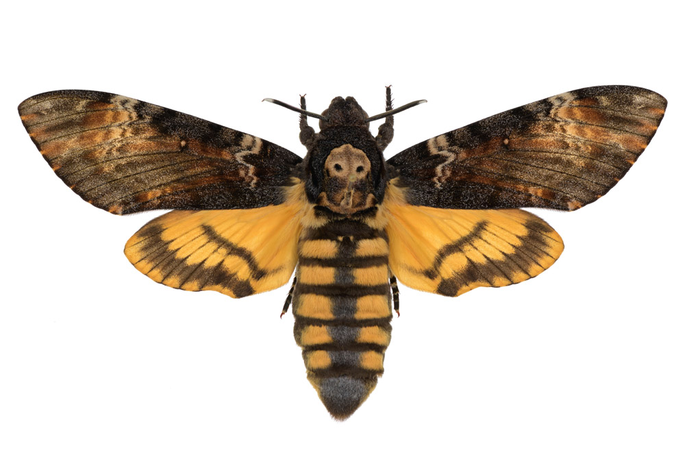 Familie der Schwärmer,  Fundort Losheim, Flügelspannweite 108 Millimeter